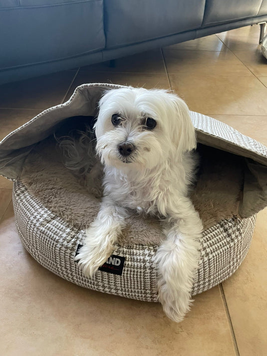 My Beloved Dog has passed away two days ago